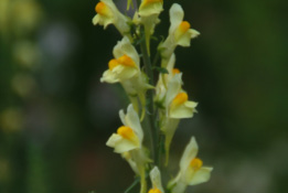 Linaria vulgaris Vlasbekje bestellen